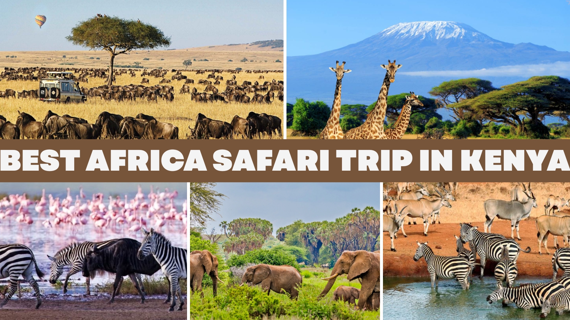 Best Africa Safari Trip in Kenya