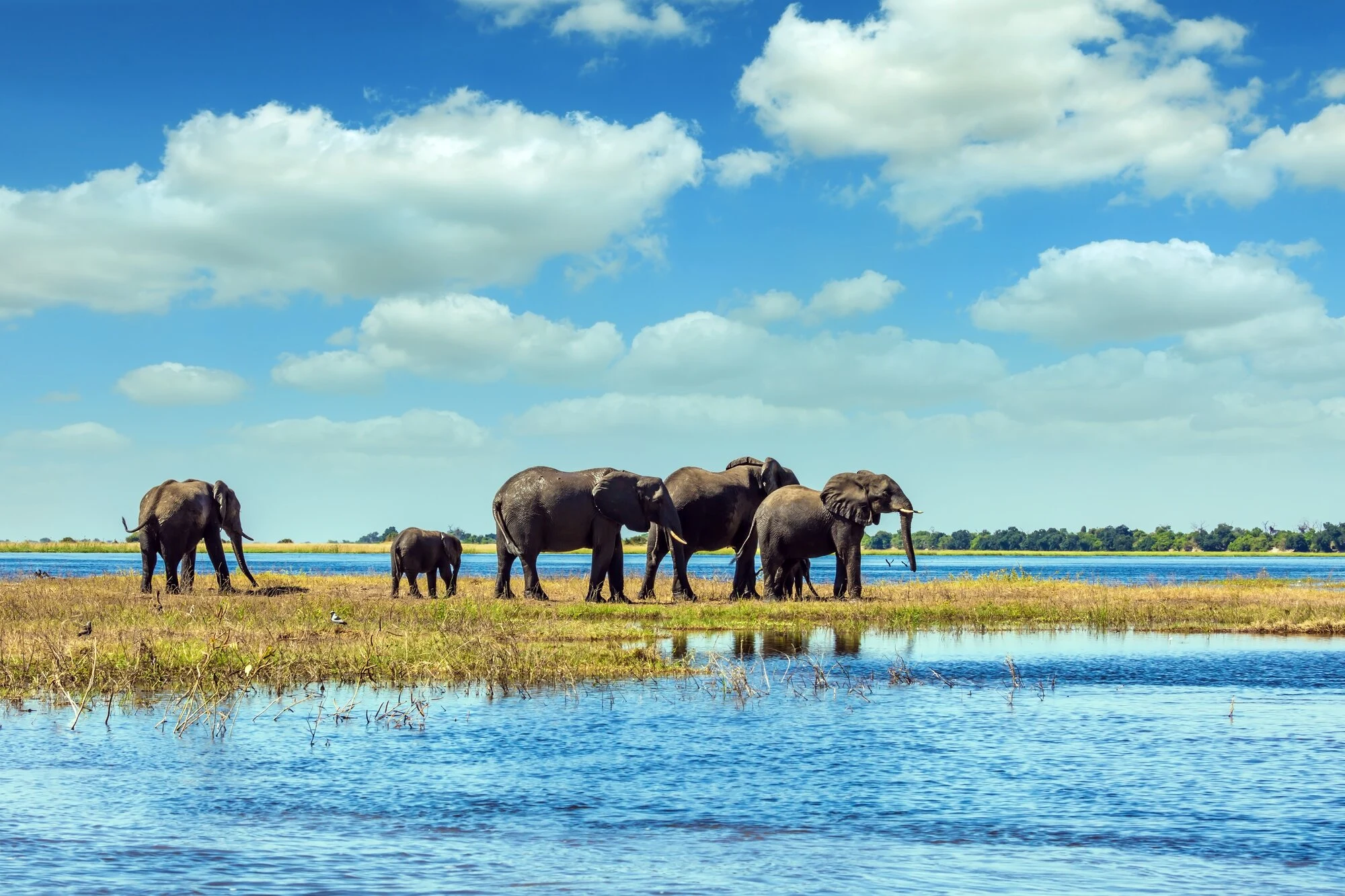 Elephants and a calf beside the Chobe River
