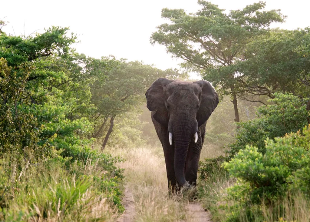 Phinda Private Game Reserve