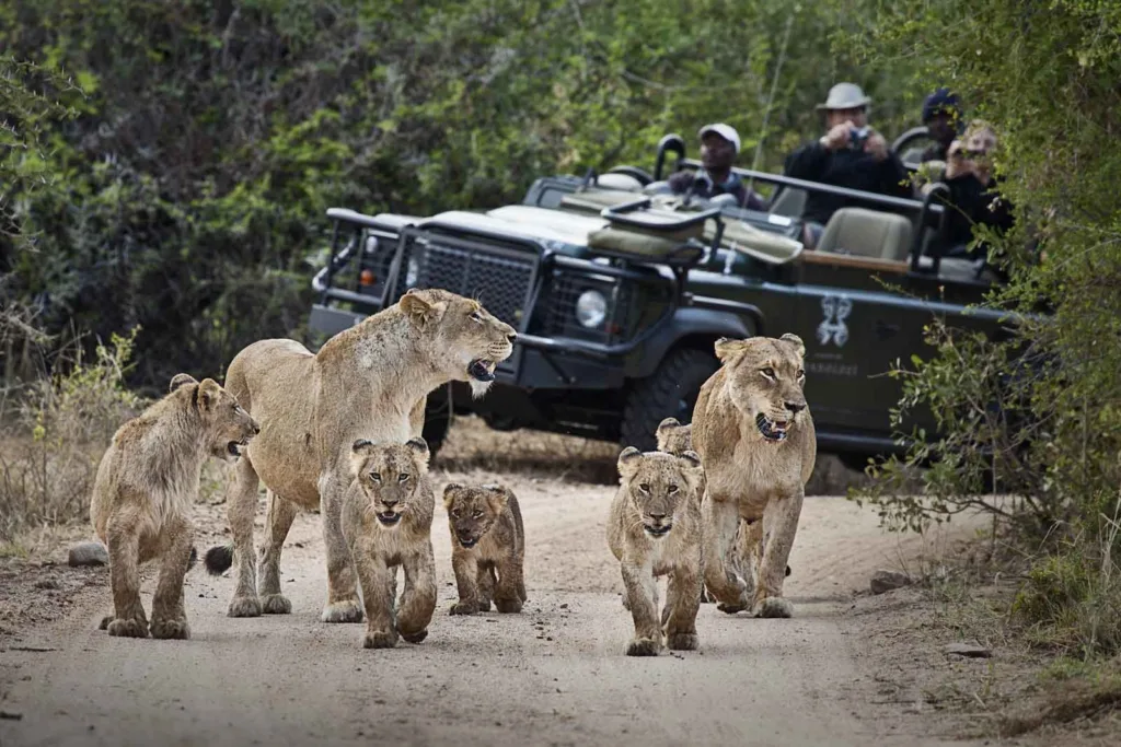 Sabi Sands Game Reserve