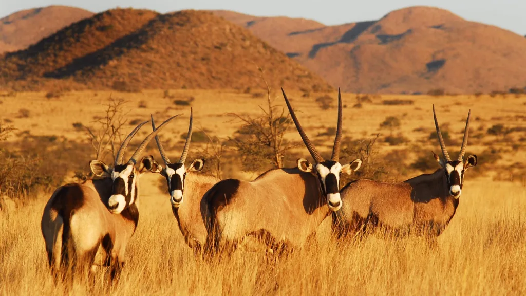 Tswalu Kalahari Reserve