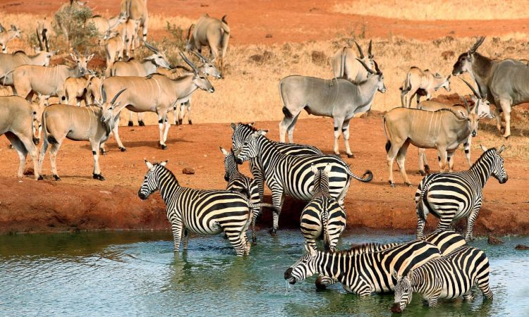 Tsavo East & Tsavo West National Parks